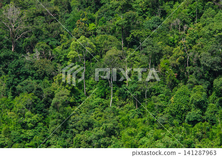 many beautiful green trees in rainforest grow on the edge of the mountain many beautiful green trees in rainforest grow on the edge of the mountain 141287963