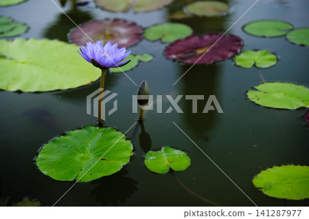 lotus in water lotus in water 141287977
