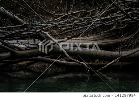 died trees stump trunk root lay in a dark swamp with light and shadow died trees stump trunk root lay in a dark swamp with light and shadow 141287984