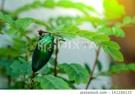 A metallic wood-boring beetle, Jewel beetle, Buprestid (Sternocera aequisignata) in nature A metallic wood-boring beetle, Jewel beetle, Buprestid (Sternocera aequisignata) in nature 141288135