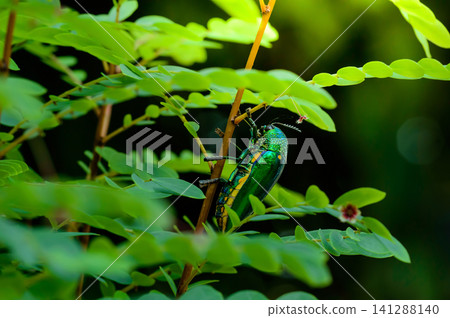 A metallic wood-boring beetle, Jewel beetle, Buprestid (Sternocera aequisignata) in nature A metallic wood-boring beetle, Jewel beetle, Buprestid (Sternocera aequisignata) in nature 141288140