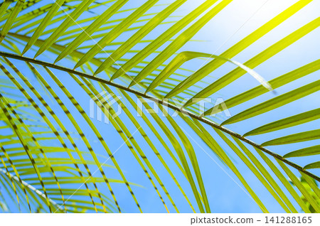 vivid green palm leafs in very colourful blue sky at noon in a long day of summer with very strong sunlight that put a saturated color texture and some shade on some part of there leaves vivid green palm leafs in very colourful blue sky at noon in a long day of summer with very strong sunlight that put a saturated color texture and some shade on some part of there leaves 141288165