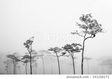 a back-and-white photograph of pine wood with the foggy scene in the evening before sunset after a heavy rain a back-and-white photograph of pine wood with the foggy scene in the evening before sunset after a heavy rain 141288171