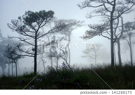 thai's pine wood with foggy scene in evening before sunset after a heavy rain thai's pine wood with foggy scene in evening before sunset after a heavy rain 141288173