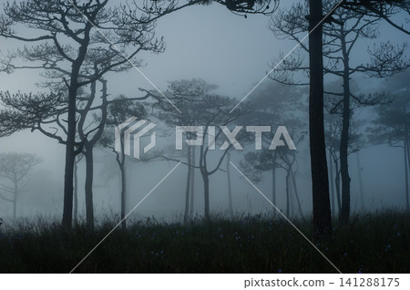 thai's pine wood with foggy scene in evening before sunset after a heavy rain thai's pine wood with foggy scene in evening before sunset after a heavy rain 141288175