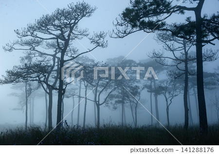 thai's pine wood with foggy scene in evening before sunset after a heavy rain thai's pine wood with foggy scene in evening before sunset after a heavy rain 141288176