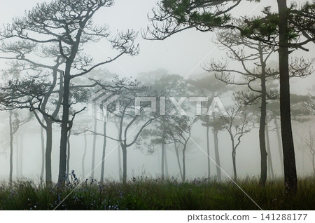 thai's pine wood with foggy scene in evening before sunset after a heavy rain thai's pine wood with foggy scene in evening before sunset after a heavy rain 141288177