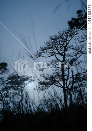 thai's pine wood with foggy scene in evening before sunset after a heavy rain thai's pine wood with foggy scene in evening before sunset after a heavy rain 141288178