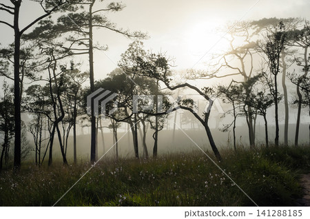 thai's pine wood with foggy scene in evening before sunset after a heavy rain thai's pine wood with foggy scene in evening before sunset after a heavy rain 141288185