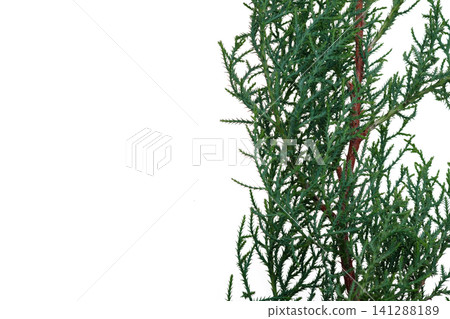 close up shot of a part of a pine tree branches with green small leaves for decorations or background close up shot of a part of a pine tree branches with green small leaves for decorations or background 141288189