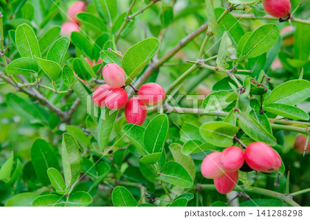 The image shows a close-up of a branch of a Carissa carandas or Bengal Currant , The branch is covered in green leaves and small, white flowers. There are also several small, green fruits on the 141288298