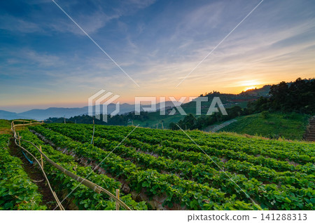 sunset at strawberry field on a hill in northern of thailand sunset at strawberry field on a hill in northern of thailand 141288313