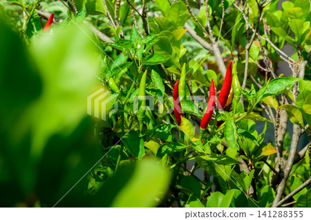 many chilies fruits on there own trees many chilies fruits on there own trees 141288355