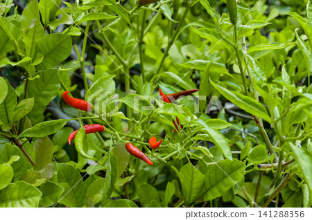 many chilies fruits on there own trees many chilies fruits on there own trees 141288356