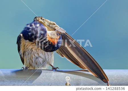 A Red-rumped Swallow preening its long wings A Red-rumped Swallow preening its long wings 141288536