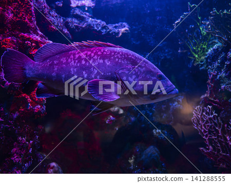 Dusky grouper (Epinephelus marginatus) in marine aquarium scene 141288555