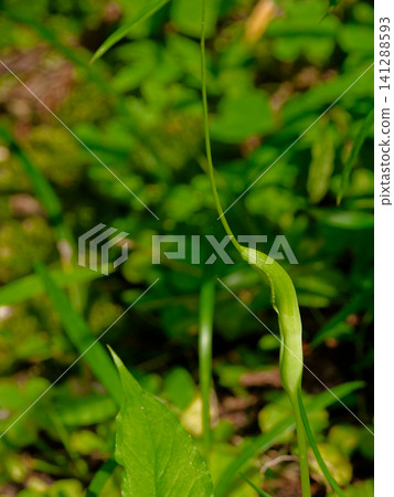 Araceae Pinellia ternata Araceae Pinellia ternata 141288593