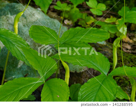 Araceae Pinellia ternata Araceae Pinellia ternata 141288595