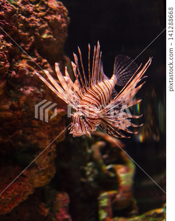 Dangerous lionfish in underwater aquarium display 141288668