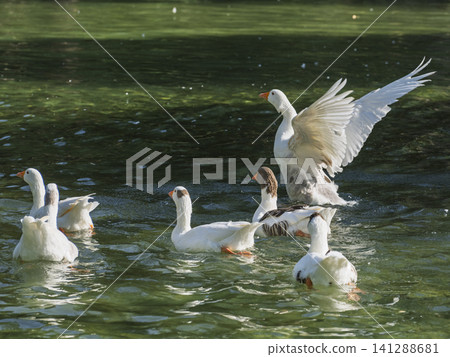 cute geese in the lake cute geese in the lake 141288681