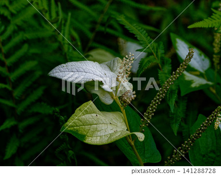 Waterside plants Houttuyniaceae Waterside plants Houttuyniaceae 141288728