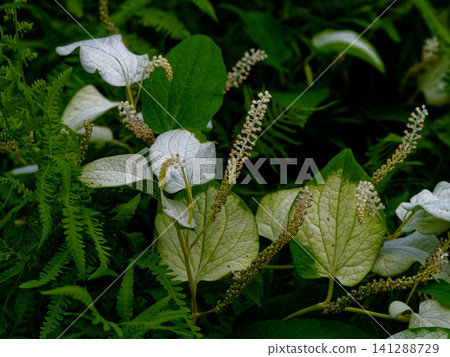 Waterside plants Houttuyniaceae Waterside plants Houttuyniaceae 141288729