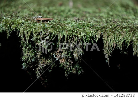 The natural scenery of moss-covered rock faces and hanging moss at Kōzenji Temple in Komagane City, Nagano Prefecture. The natural scenery of moss-covered rock faces and hanging moss at Kōzenji Temple in Komagane City, Nagano Prefecture. 141288738