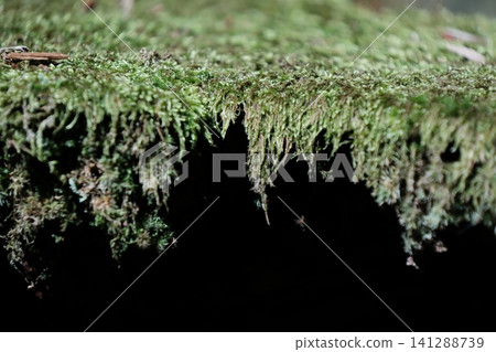 Moss-covered rock faces and hanging moss spread across the Kozenji Temple in Komagane City, Nagano Prefecture. Moss-covered rock faces and hanging moss spread across the Kozenji Temple in Komagane City, Nagano Prefecture. 141288739