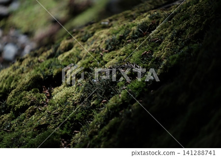 長野縣駒根市高禪寺的自然景觀,長滿青苔的倒木和透過樹葉灑下的陽光營造出美麗的景色。 長野縣駒根市高禪寺的自然景觀,長滿青苔的倒木和透過樹葉灑下的陽光營造出美麗的景色。 141288741