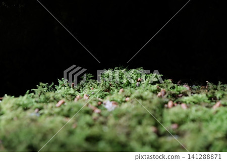 The world of moss floating in the darkness at Kōzenji Temple in Komagane City, Nagano Prefecture The world of moss floating in the darkness at Kōzenji Temple in Komagane City, Nagano Prefecture 141288871
