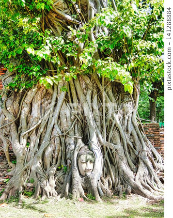 Wat Mahathat Ayutthaya Wat Mahathat Ayutthaya 141288884