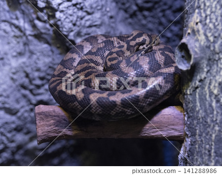 a venomous snake 141288986