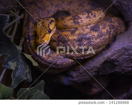 a venomous snake 141288988