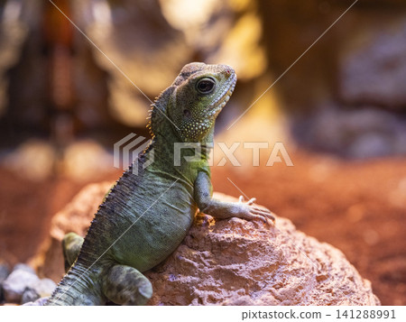 a cute chameleon a cute chameleon 141288991