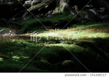 陽光透過樹木和苔蘚孢子,灑落在長野縣駒根市高禪寺的苔蘚花園中。 陽光透過樹木和苔蘚孢子,灑落在長野縣駒根市高禪寺的苔蘚花園中。 141289117