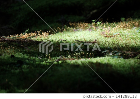 陽光透過樹木和苔蘚孢子體,灑落在長野縣駒根市高禪寺的苔蘚花園中。 陽光透過樹木和苔蘚孢子體,灑落在長野縣駒根市高禪寺的苔蘚花園中。 141289118