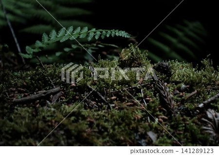 Sunlight filtering through the trees and ferns in the moss garden of Kōzenji Temple in Komagane City, Nagano Prefecture Sunlight filtering through the trees and ferns in the moss garden of Kōzenji Temple in Komagane City, Nagano Prefecture 141289123