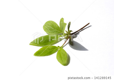 It is an azalea leaf placed on a white background. It is an azalea leaf placed on a white background. 141289145