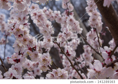 Apricot flower on nature background Apricot flower on nature background 141289163