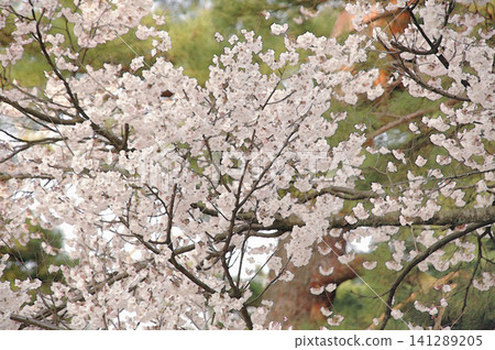 The beautiful cherry blossoms of Kenrokuen Garden bloom softly against a backdrop of pine trees. The beautiful cherry blossoms of Kenrokuen Garden bloom softly against a backdrop of pine trees. 141289205