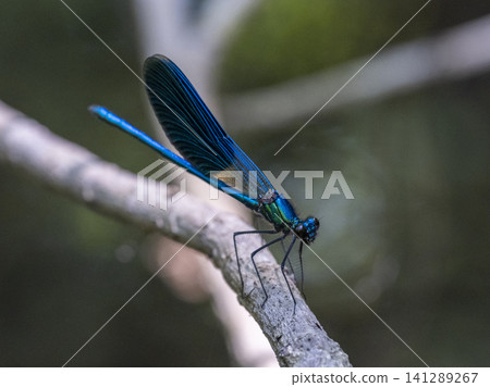 dragonfly on a branch dragonfly on a branch 141289267