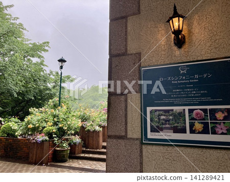 Rose Symphony Garden Rose Symphony Garden 141289421