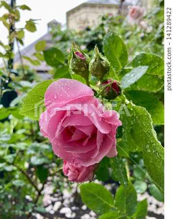 Rose rose garden Rose rose garden 141289422