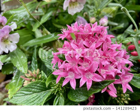 Pentas flowers wet in the rain Pentas flowers wet in the rain 141289423