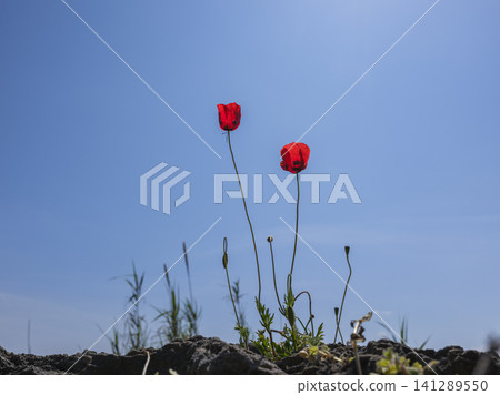 Spring meadow with blooming red poppy flowers Spring meadow with blooming red poppy flowers 141289550