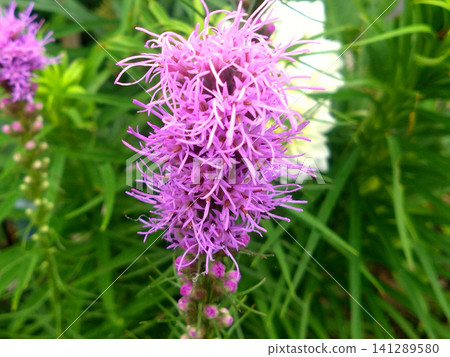A summer garden capturing the softly blooming purple flowers of Liatris. 141289580