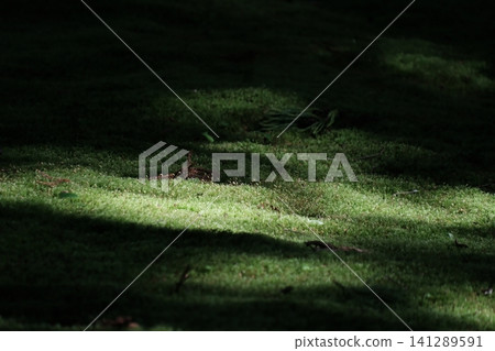 Sunlight filtering through the trees spreads across the moss garden at Kōzenji Temple in Komagane City, Nagano Prefecture. Sunlight filtering through the trees spreads across the moss garden at Kōzenji Temple in Komagane City, Nagano Prefecture. 141289591