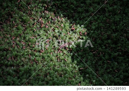 Moss and fallen cedar leaves shining in the sunlight filtering through the trees at Kōzenji Temple in Komagane City, Nagano Prefecture. Moss and fallen cedar leaves shining in the sunlight filtering through the trees at Kōzenji Temple in Komagane City, Nagano Prefecture. 141289593