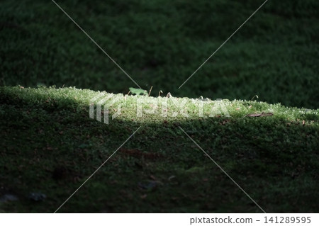 A close-up of moss shining in the sunlight filtering through the trees at Kōzenji Temple in Komagane City, Nagano Prefecture. A close-up of moss shining in the sunlight filtering through the trees at Kōzenji Temple in Komagane City, Nagano Prefecture. 141289595