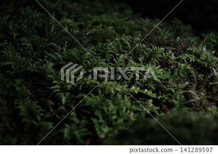 A close-up of the mossy forest enveloped in deep green at Kōzenji Temple in Komagane City, Nagano Prefecture. A close-up of the mossy forest enveloped in deep green at Kōzenji Temple in Komagane City, Nagano Prefecture. 141289597